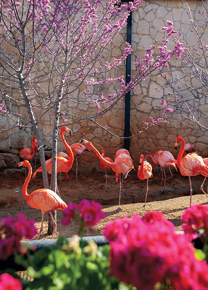 61B_Flamingoes
